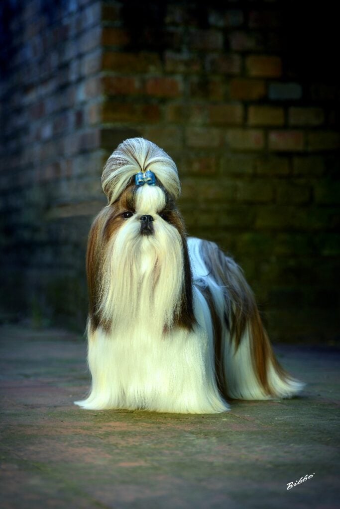 lhasa_kennel