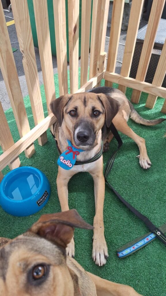 Athos, disponível para adoção.