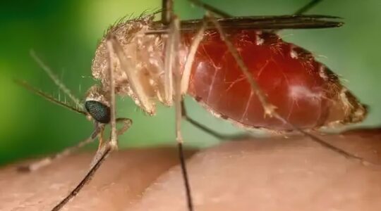 mosquito_maruim_