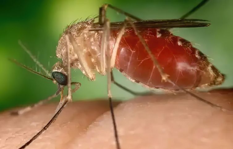 mosquito_maruim_