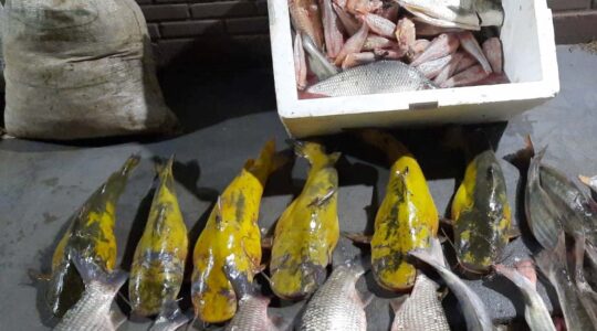 pesca predatoria2. jpg