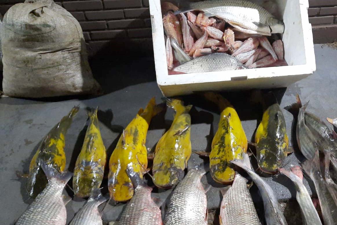 pesca predatoria2. jpg