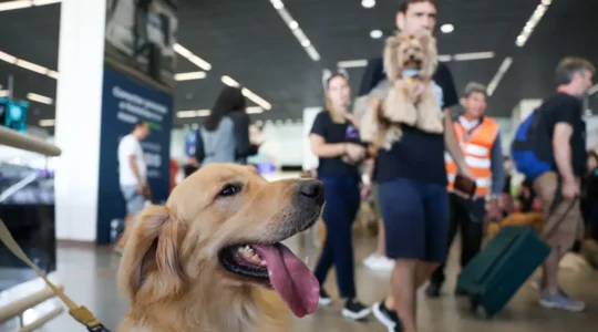 pet