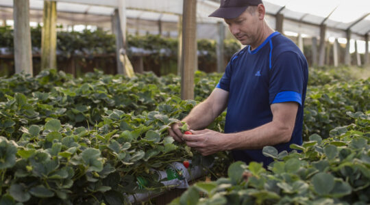 produção rural em curitiba
