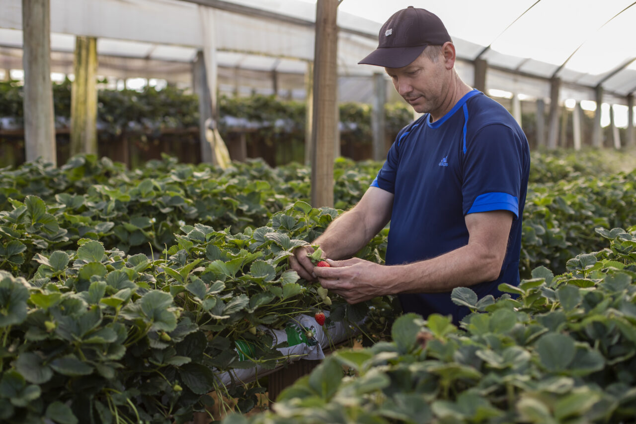 produção rural em curitiba