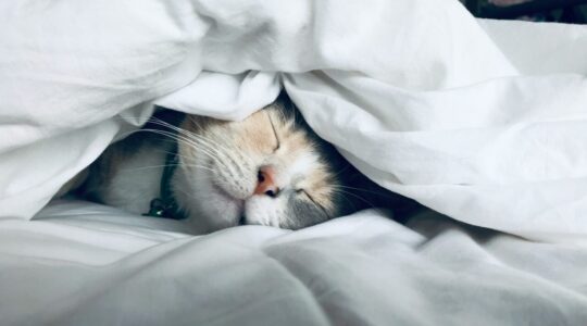 vetoqunol-gato-cobertas-foto-kate-stone-matheson-unsplash