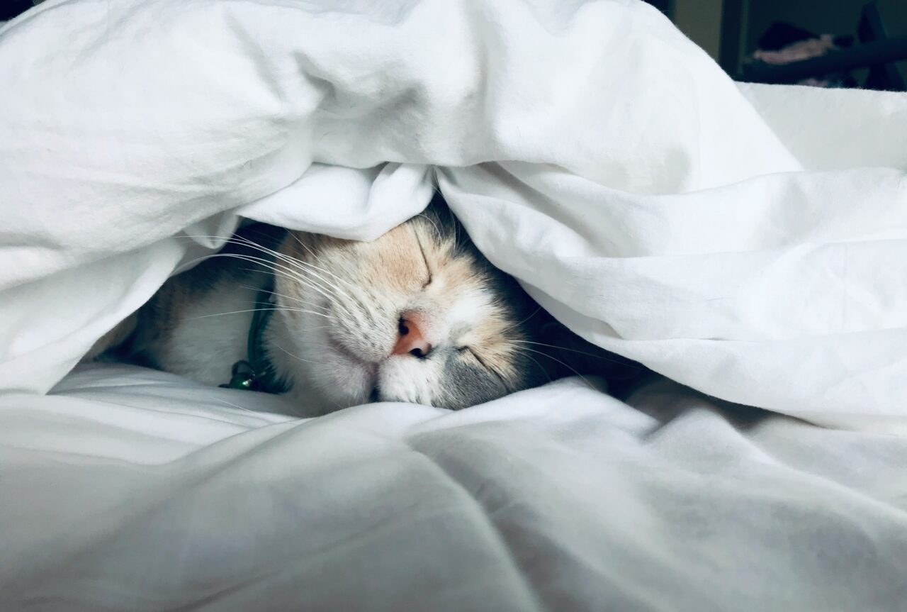 vetoqunol-gato-cobertas-foto-kate-stone-matheson-unsplash