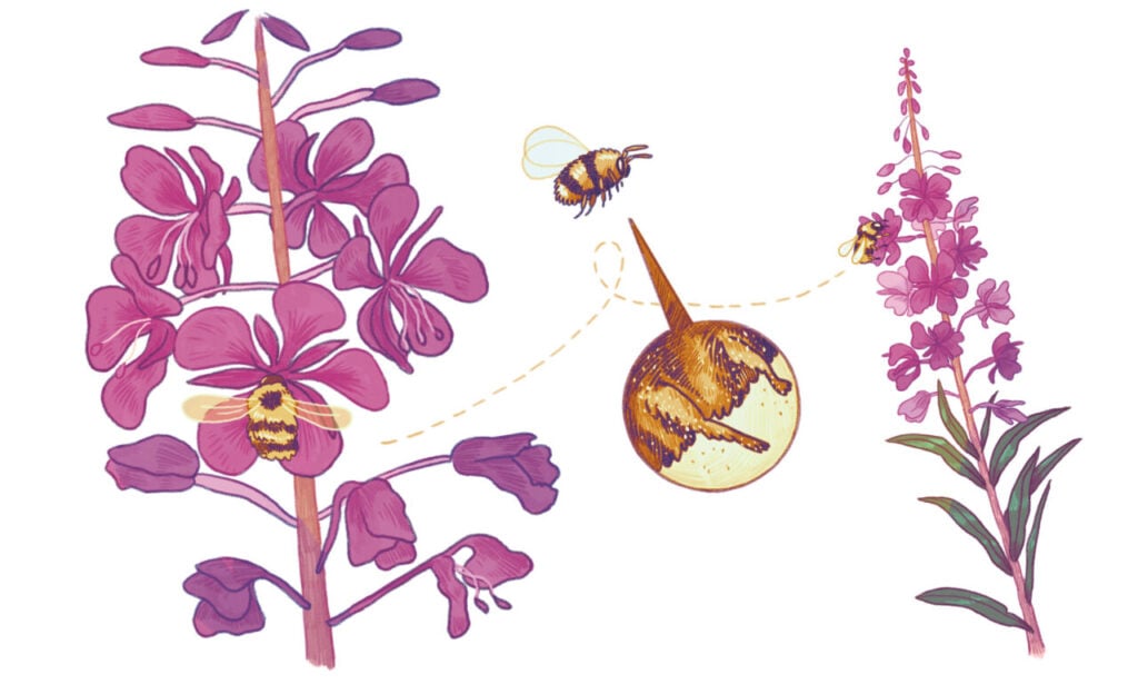 Pollinator