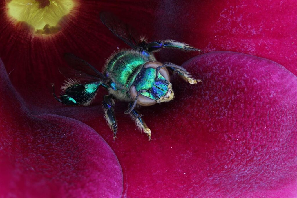 abelhas-das-orquideas_euglossini_spp.foto_mrs_ambiental_-_consorcio_nova_ponte