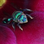 abelhas-das-orquideas_euglossini_spp.foto_mrs_ambiental_-_consorcio_nova_ponte