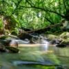 agua floresta spvs antonina