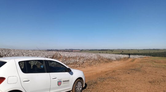 algodão noroeste parana