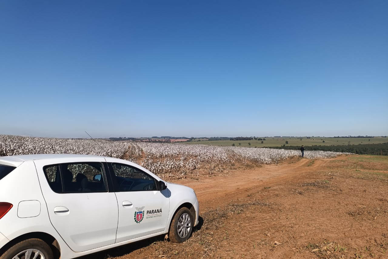 algodão noroeste parana
