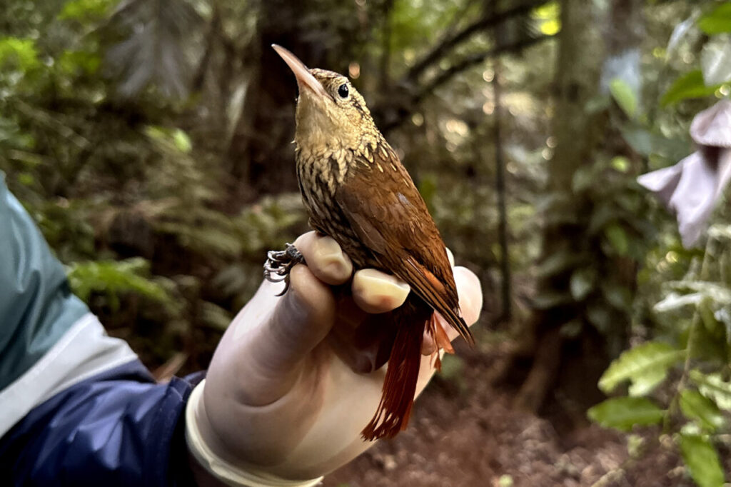 Arapaçu rajado Xiphorhynchus fuscus-foto CSPG