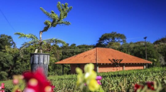 araucaria