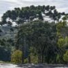 araucaria