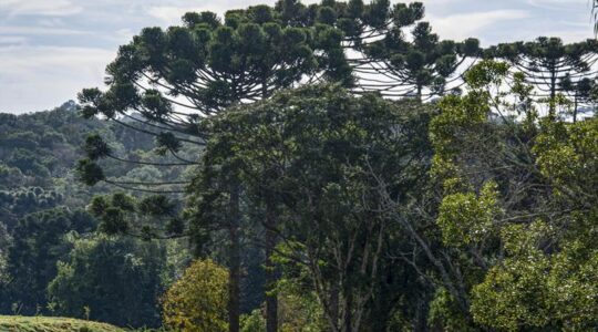 araucaria