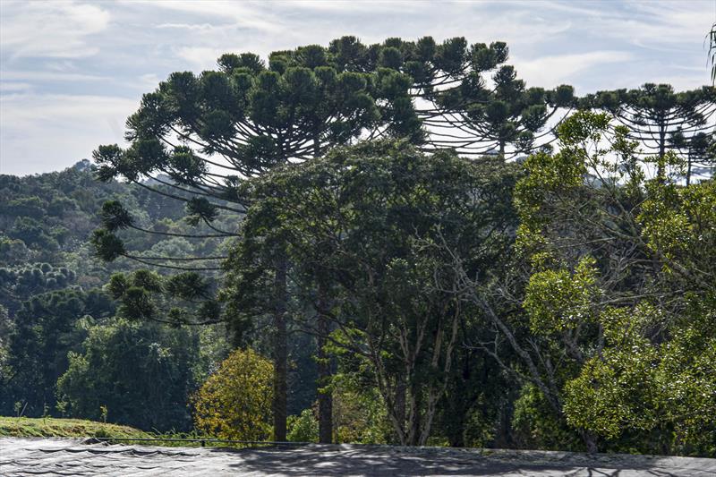 araucaria