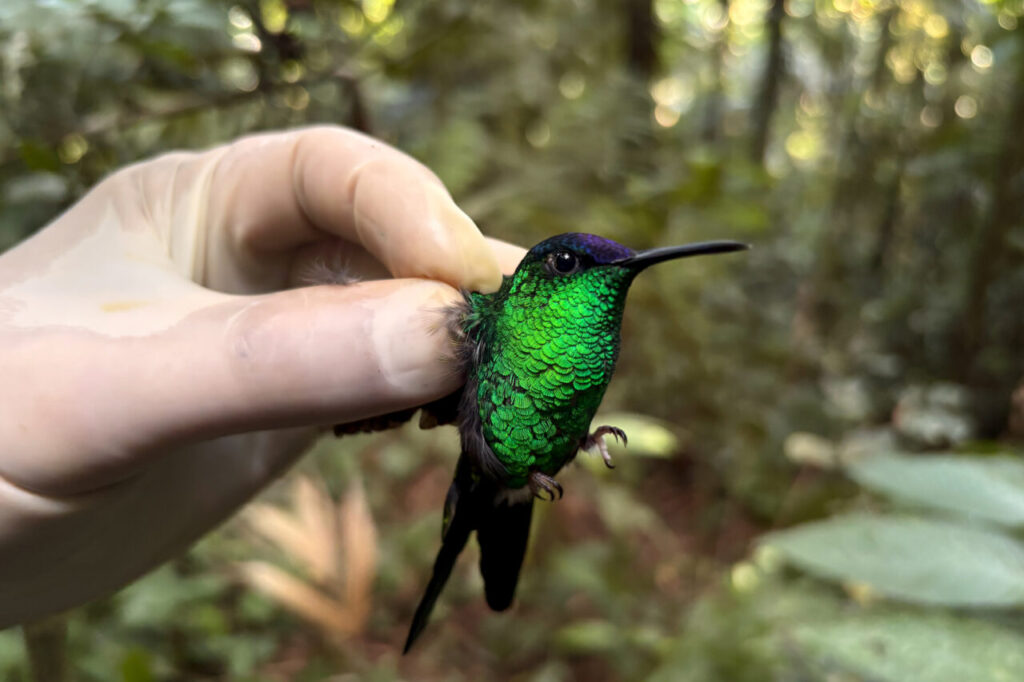 Beija-flor-defronte-violeta  Thalurania glaucopis – foto CSPG