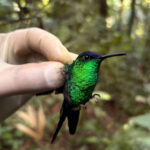 Beija-flor-defronte-violeta  Thalurania glaucopis – foto CSPG