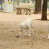 cachorros_no_parcao_praca_ayrton_senna_do_brasil_rvrsa_abr_2910212709