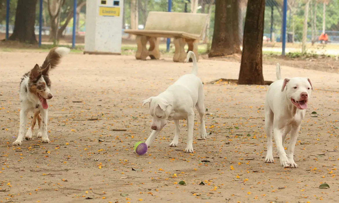 cachorros_no_parcao_praca_ayrton_senna_do_brasil_rvrsa_abr_2910212709