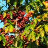 cafecarlopolis_024