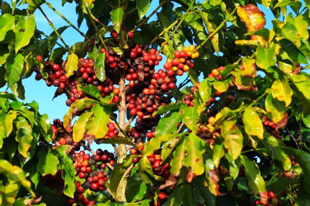cafecarlopolis_024