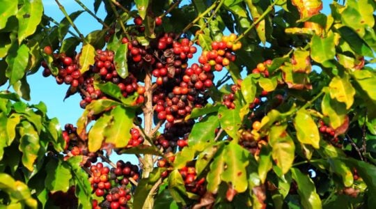 cafecarlopolis_024