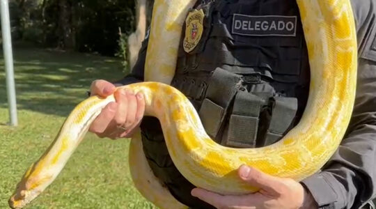 cobra pcpr