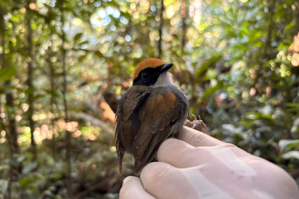 Cuspidor-demáscara-preta Conopophaga melanops – foto CSPG