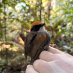Cuspidor-demáscara-preta Conopophaga melanops – foto CSPG