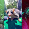 especies