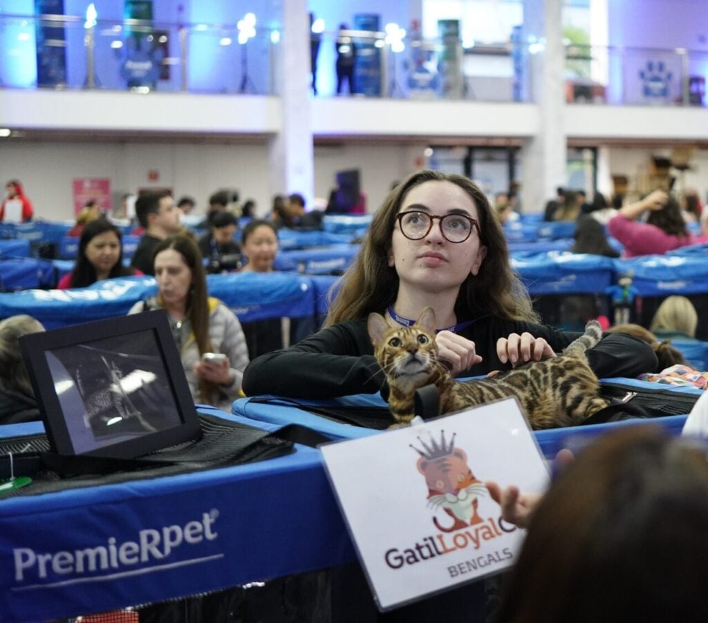 Competição terá 105 gatos de 16 raças (divulgação: PremieR)
