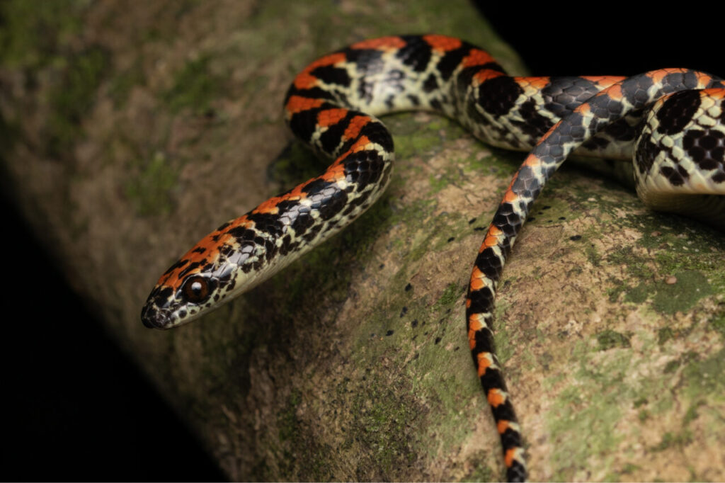 Falsa-coral (Siphlophis pulcher) foto MRS Ambiental – Consórcio Nova Ponte (2)