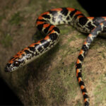 Falsa-coral (Siphlophis pulcher) foto MRS Ambiental – Consórcio Nova Ponte (2)