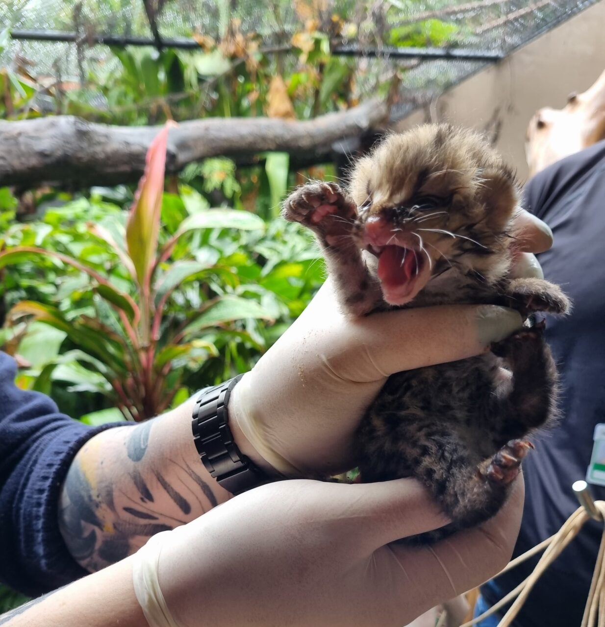 gata maracaja ameacada
