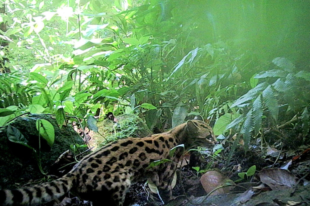 Gato-maracajá (Leopardus wiedii)foto MRS Ambiental – Consórcio Nova Ponte