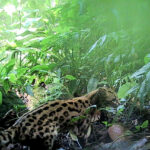 Gato-maracajá (Leopardus wiedii)foto MRS Ambiental – Consórcio Nova Ponte