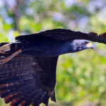 Gavião-pega-macaco – Spizaetus tyrannus – foto MRS Ambiental