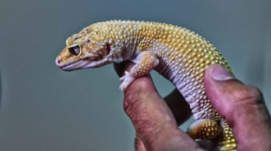 gecko_001