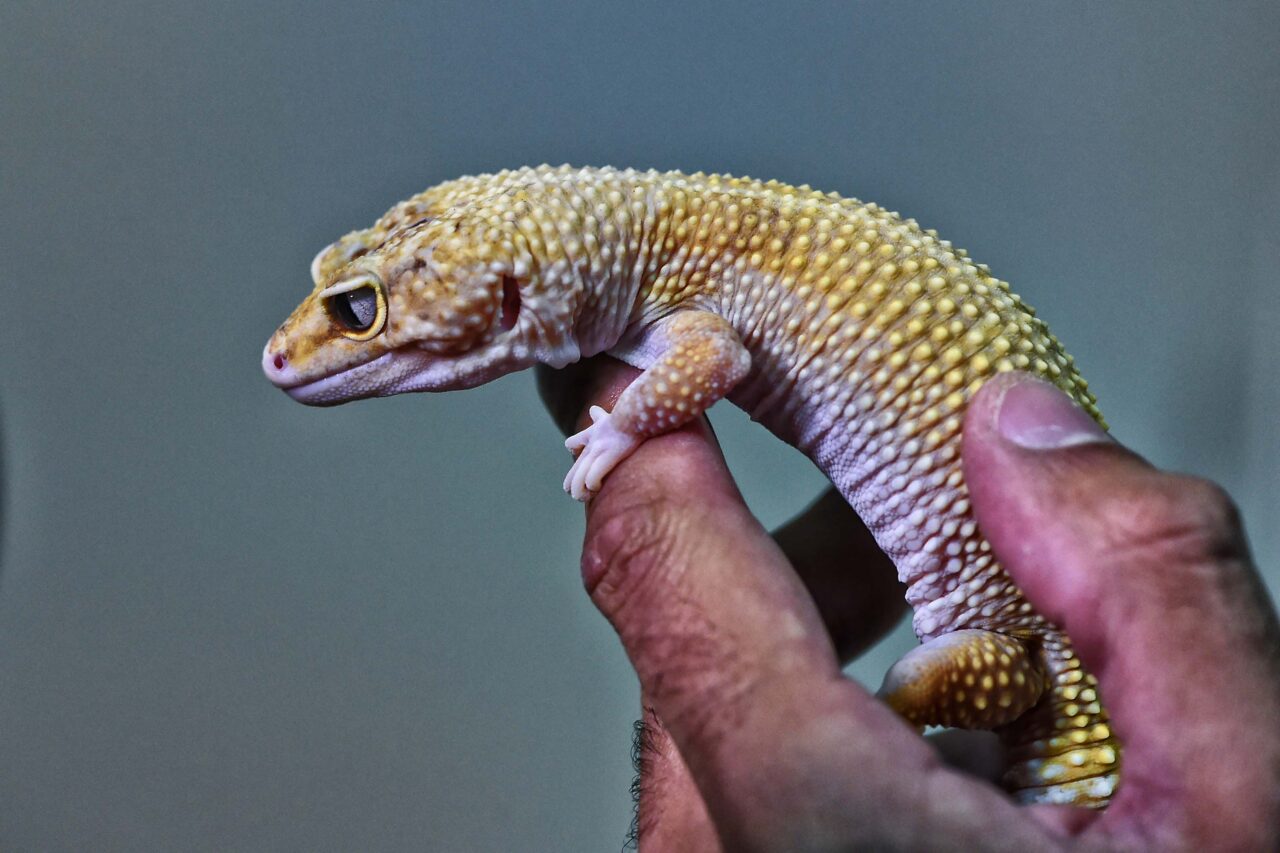 gecko_001