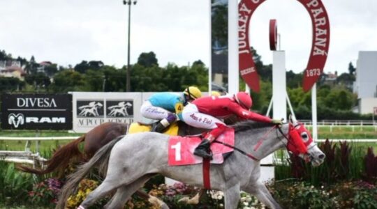 jockey domingo
