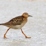 macarico-acanelado_-_calidris_subruficollis_-_foto_mrs_ambiental_-_consorcio_nova_ponte