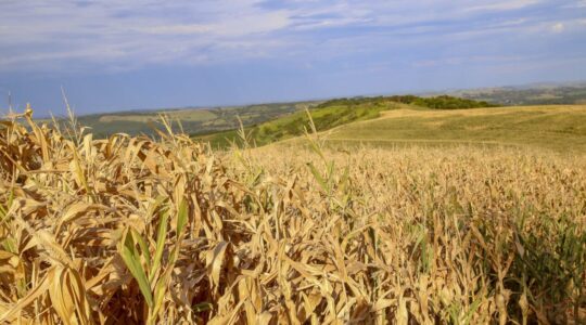 Plantação de milho na fazenda Esperança em Lindoeste