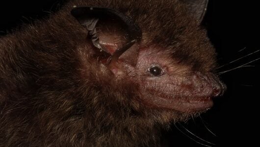 morcego mata atlantica