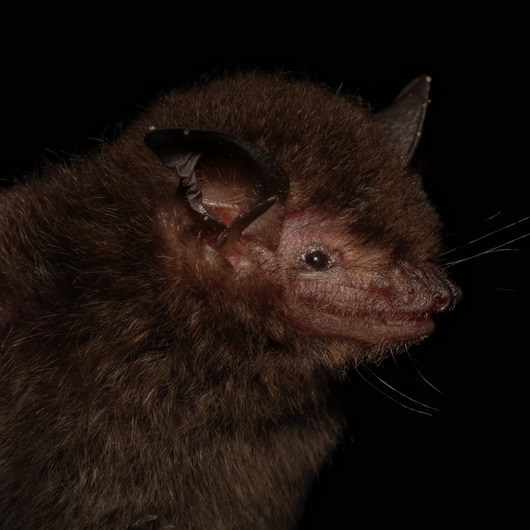 morcego mata atlantica