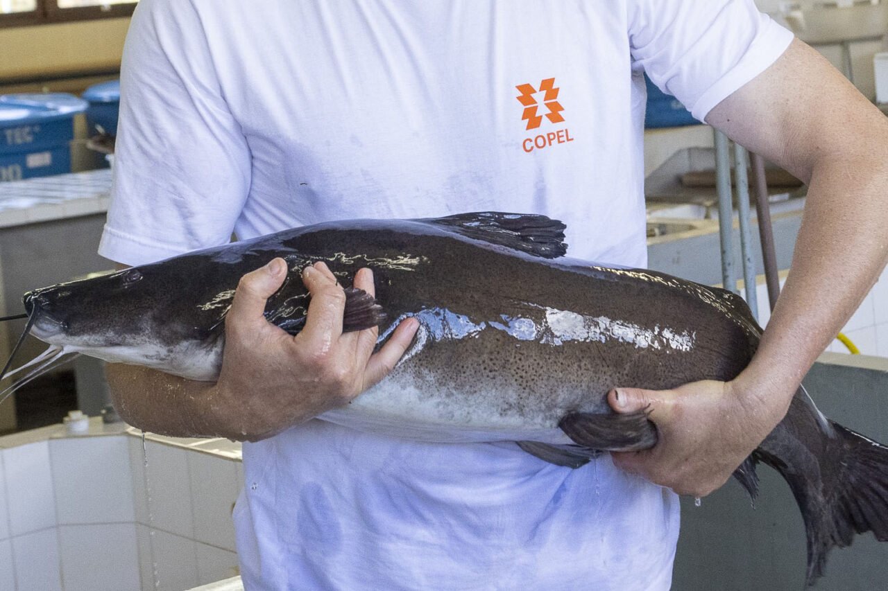 peixe surubim copel