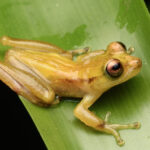 Perereca-marsupial (Fritziana mitus)foto MRS Ambiental – Consórcio Nova Ponte