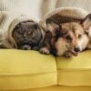 pets-frio
